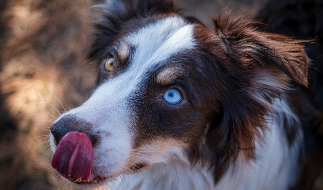 What Causes Heterochromia in Dogs